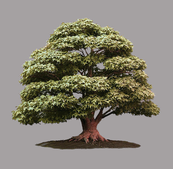 acer bonsai-pall